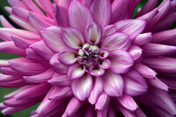 Obraz premium Close up of beautiful purple dahlia flower