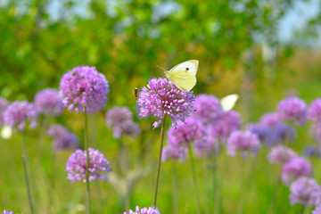 white butterfly on a purple flower on a green background