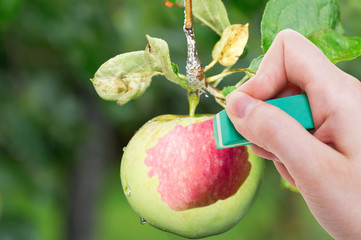 hand deletes green apple by rubber eraser