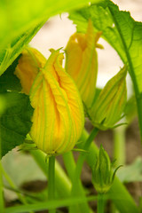 Naklejka na ściany i meble yellow flowers of pumpkin, zucchini flowering shrubs, green leav