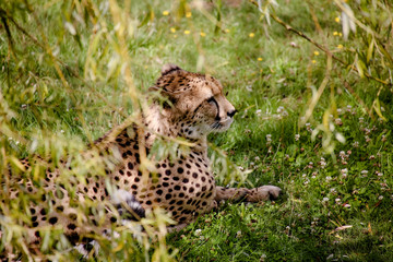 Nahaufnahme von einem Geparden (Acinonyx jubatus)