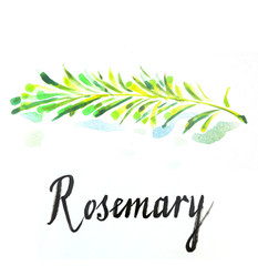 Watercolor twig of rosemary