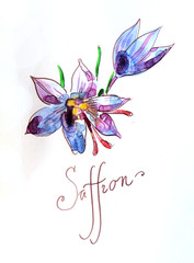 Watercolor saffron