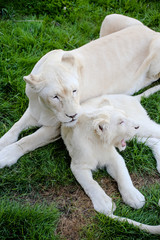 Naklejka premium Weiße Löwin kümmert sich um ihren Nachwuchs