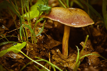 Forest mushroom