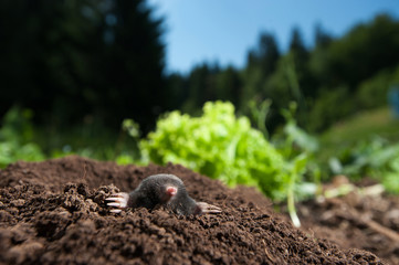 Mole peeking out of it's hole in the garden
