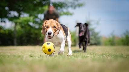 Dogs chasing a soccer ball