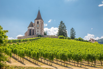 Fototapeta na wymiar Eglise fortifiée d'Hunawihr au milieu des vignes