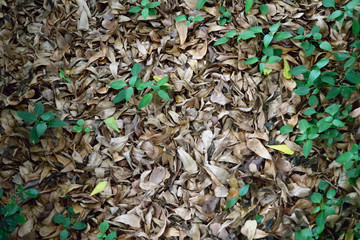 autumn leaves and leaf Background