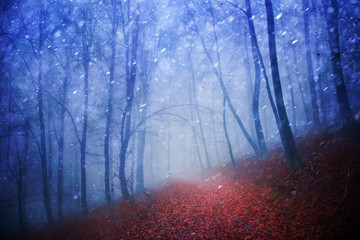 Fantasy blue light seasonal snowy and rainy foggy forest scene with red leaves on floor.
