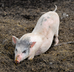 Little piglet/Little funny piglet on a farm