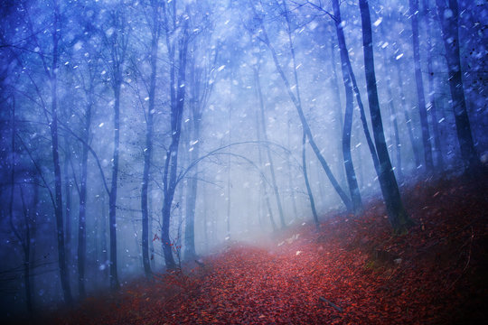 Fototapeta Fantasy blue light seasonal snowy and rainy foggy forest scene with red leaves on floor.