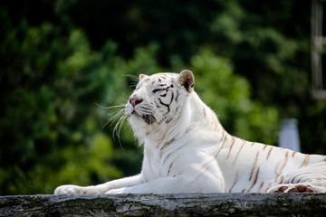Nahaufnahme von einem weißen Tiger