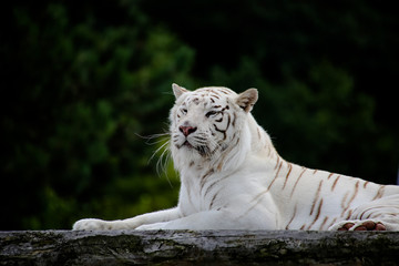 Nahaufnahme von einem weißen Tiger