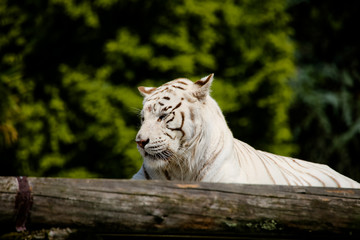 Nahaufnahme von einem weißen Tiger