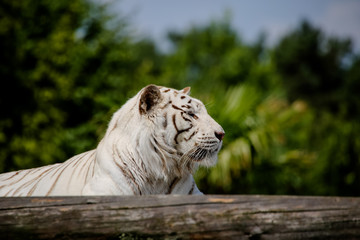 Nahaufnahme von einem weißen Tiger