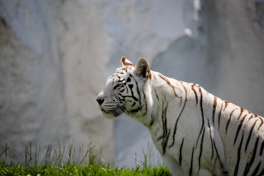 Nahaufnahme von einem weißen Tiger