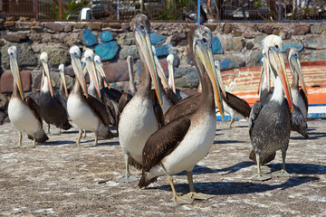 Peruvian Pelicans (Pelecanus thagus) standing on the dockside in the busy port of Iquique in Northern Chile