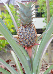 Obraz premium Bromeliad or Aechmea fasciata