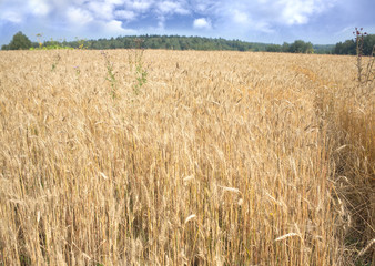 Landscape with lot ears of rye on rural field under blue sky with white clouds on summer day closeup