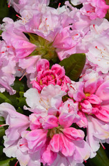 Pink spring rhododendron flowers