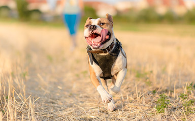 American Staffordshire Terrier dog in run