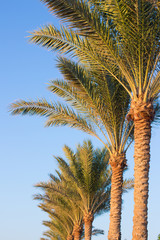 Obraz na płótnie Canvas Palm trees