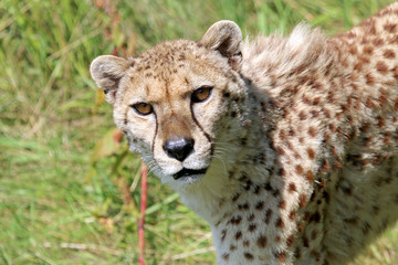 Cheetah