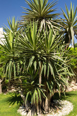 Plakat Palm trees