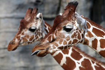 Portrait of giraffes in front of a rocky background
