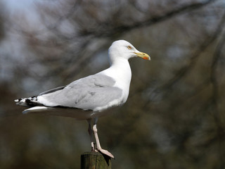 Gull
