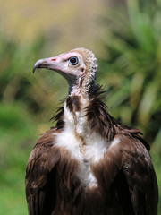 Vulture