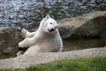 Portrait of polar bear youngster with rocks