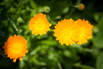 flowering bush marigold, calendula flowers on blurred background
