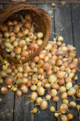 Freshly harvested onions spilling on an old wooden table top, ne