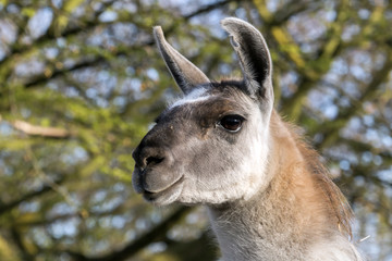 Portrait of a lama with a green background
