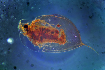 Daphnia Cladocera Magnification