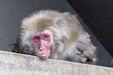 Japanese macaque