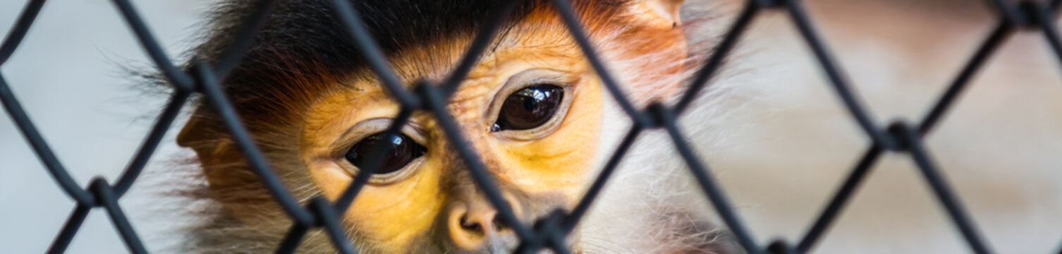 Red-shanked Douc Langur