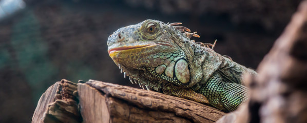 Iguana