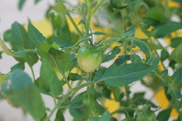 Green tomato growing on plant