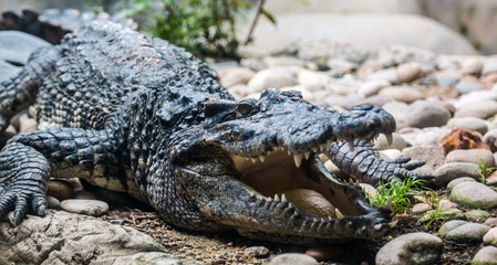 Fototapeta premium Crocodile