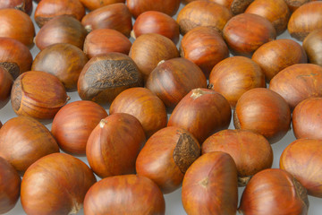chestnut
