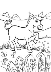 Naklejka na ściany i meble Cute kind donkey in the field