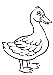 Little cute duck in the pond