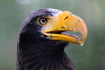 Steller's Sea Eagle