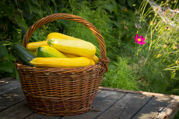 yellow, green zucchini on the old wooden table top, in a wicker