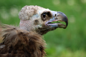 Portrait of a cinereous vulture with a green background