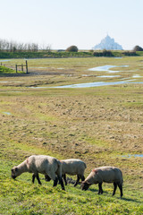 Fototapeta premium Sheeps in the grass at the Mont Saint Michel bay.