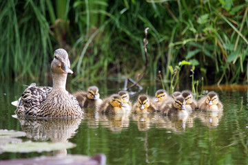 Obraz premium Mother duck with her ducklings